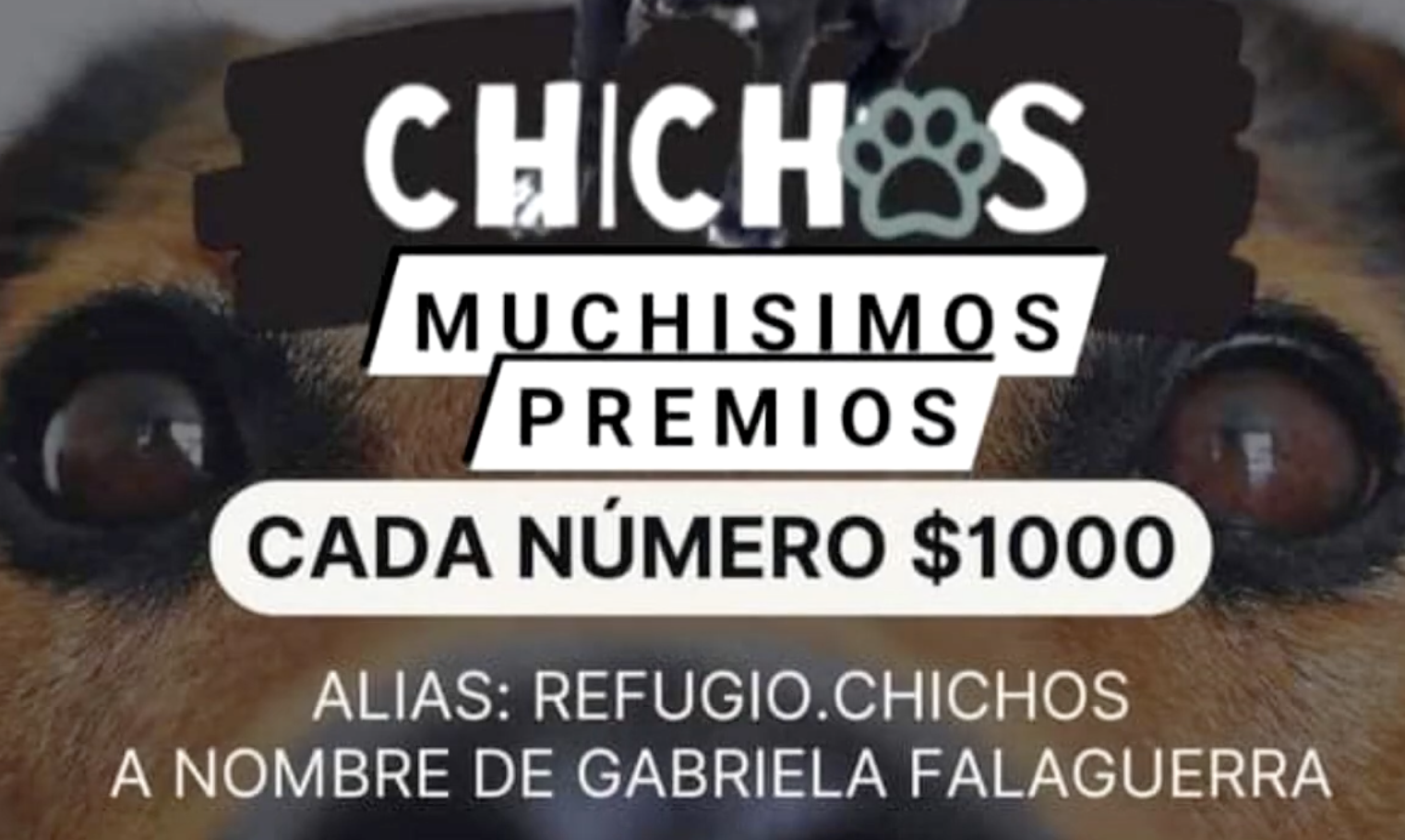 RIFA A BENEFICIO DEL REFUGIO CHICHOS: PUEDEN HACERSE AL ALIAS REFUGIO.CHICHOS / CHICHOS.SC